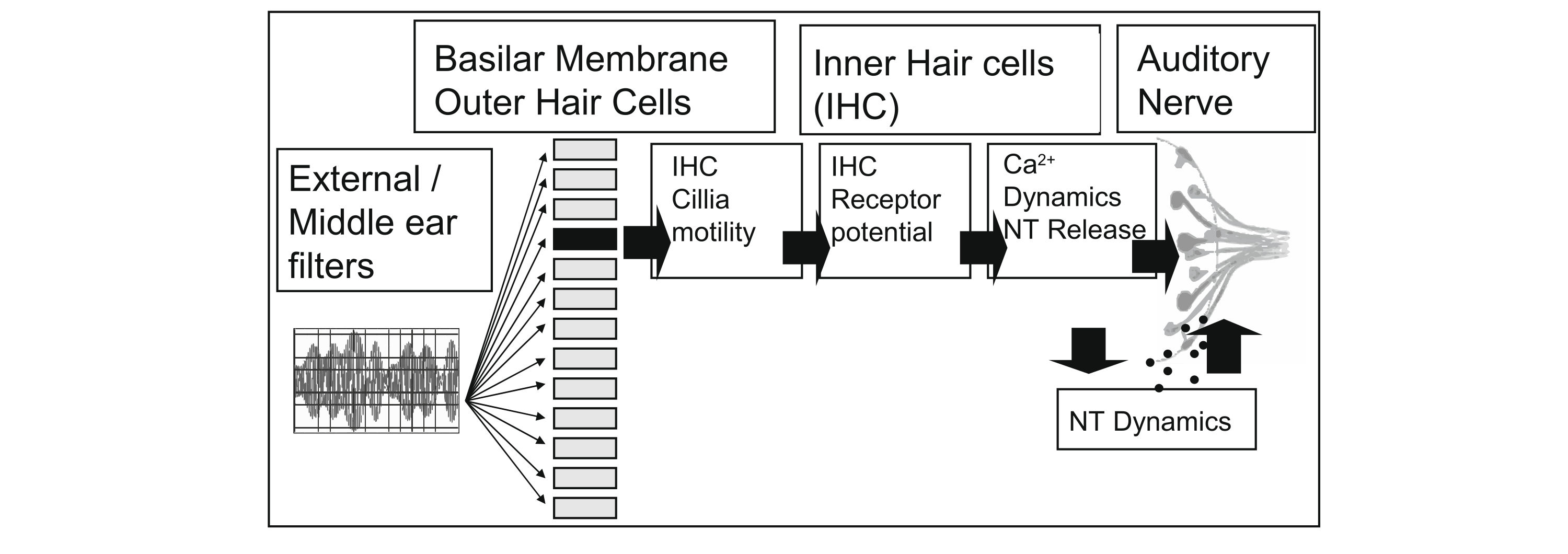 A computational model of the peripheral auditory system