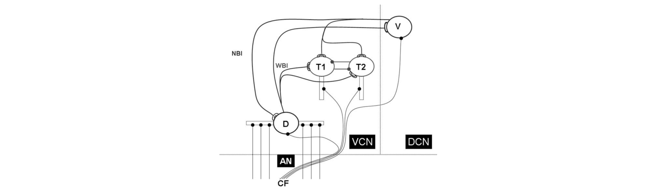 Proposed network model of the cochlear nucleus